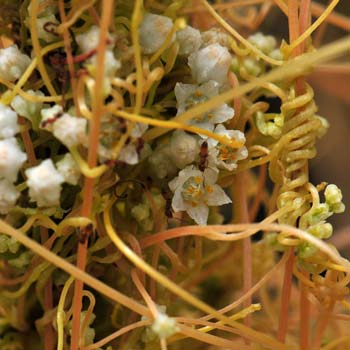 Cuscuta indecora, Bigseed Alfalfa Dodder, Southwest Desert Flora Cuscuta indecora, Bigseed Alfalfa Dodder, Southwest Desert Flora